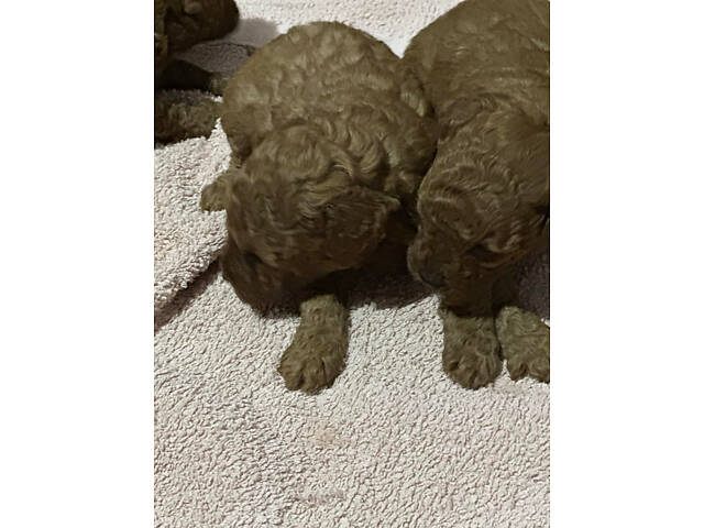 Цуценята Той Пуделя чистопорідні. - Фото 3