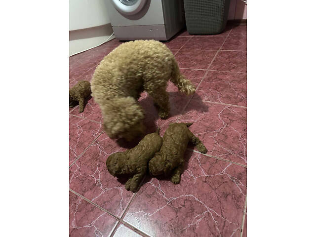 Цуценята Той Пуделя чистопорідні. - Фото 4