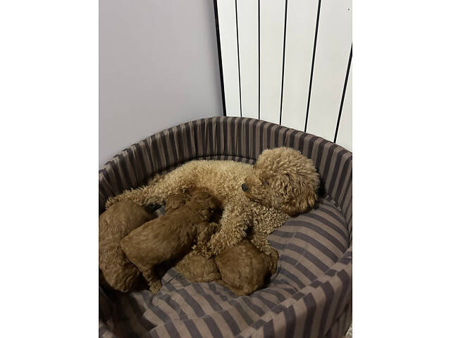 Цуценята Той Пуделя чистопорідні. - Фото 5