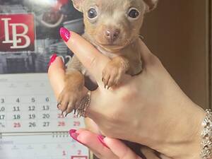 Щенки тойтерьер