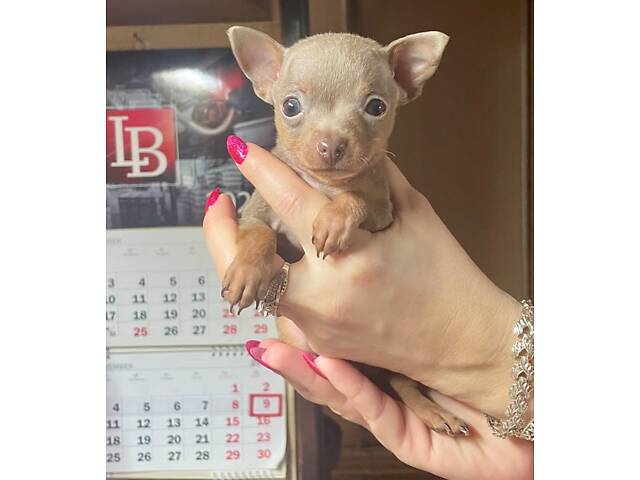 Щенки тойтерьер - Фото 1