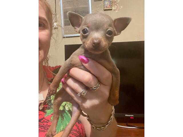 Щенки тойтерьер - Фото 4