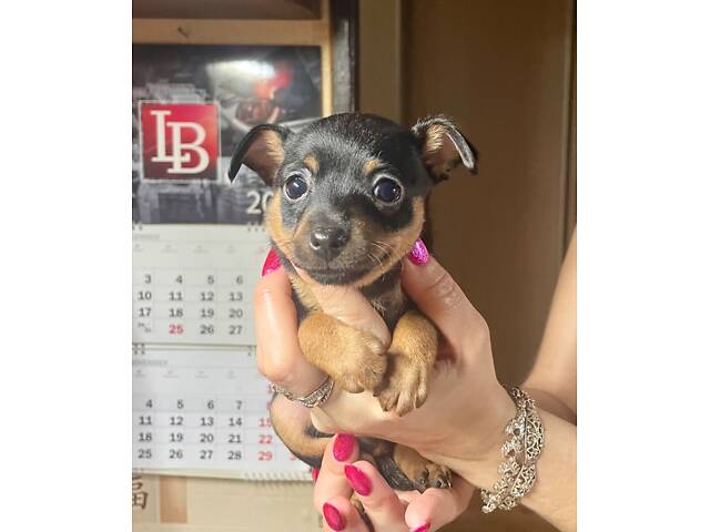 Щенки тойтерьер - Фото 5