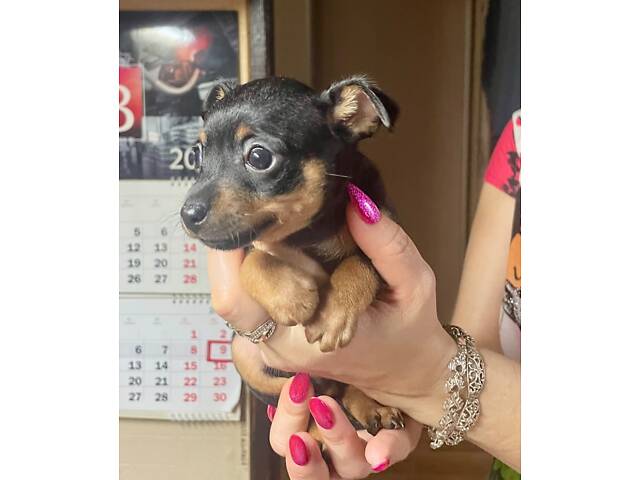 Щенки тойтерьер - Фото 3