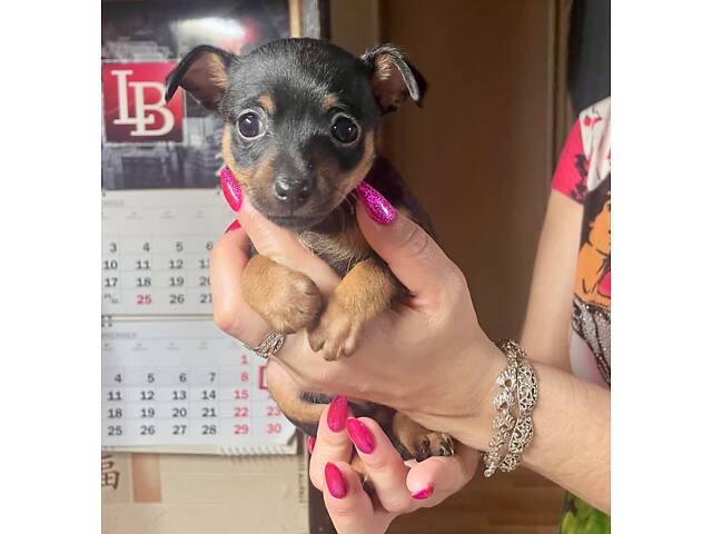 Щенки тойтерьер - Фото 6