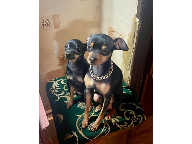 Щенки тойтерьер - Фото 7