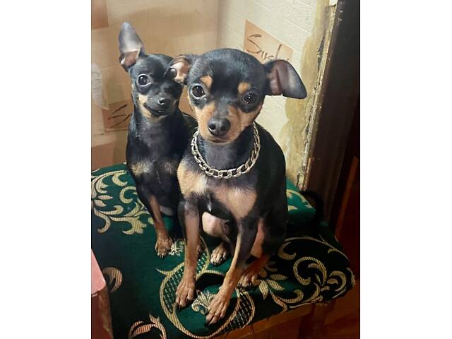 Щенки тойтерьер - Фото 8