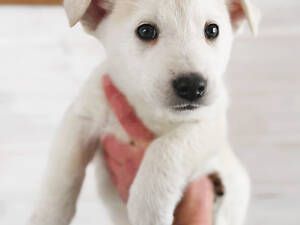 Щенки в хорошие руки