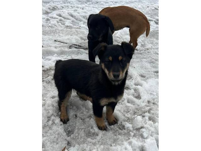 Щенки-метисы таксы, 3 мес. - Фото 4