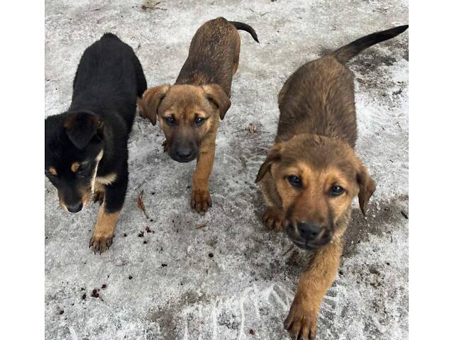 Щенки-метисы таксы, 3 мес. - Фото 2