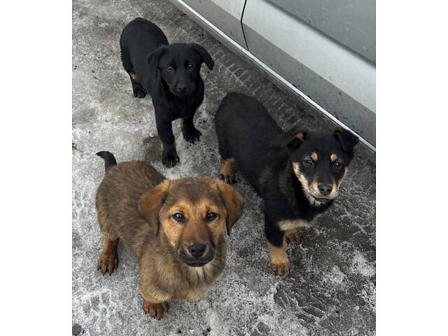 Щенки-метисы таксы, 3 мес. - Фото 3