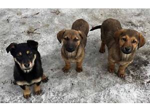 Щенки-метисы таксы, 3 мес.
