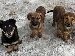 Щенки-метисы таксы, 3 мес.