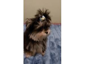 Щенки йорка, мальтіпу і мальтезе