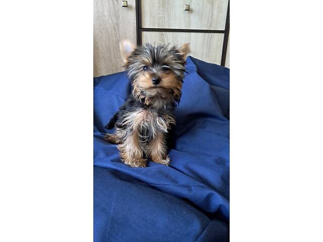 Цуценята йоркширського тер'єра - Фото 2