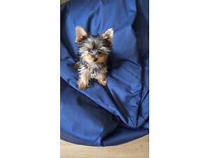 Цуценята йоркширського тер'єра