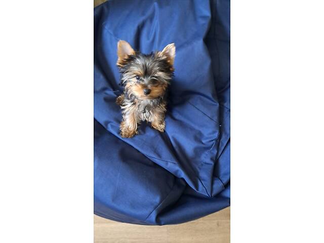 Цуценята йоркширського тер'єра - Фото 1