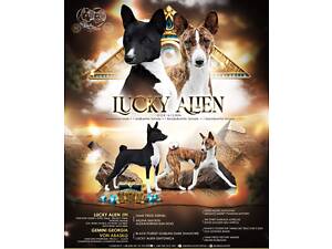 Щенок басенджи, девочки, рыжая и черная