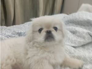 Щенок пекинеса