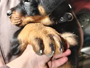 Щенок ротвейлера 2.5 месяца