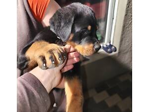 Цуценя ротвейлера