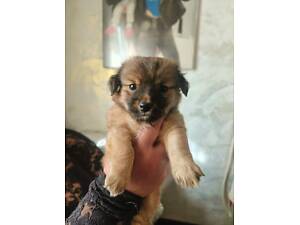 Щенок Ши-тцу в поиске семьи)