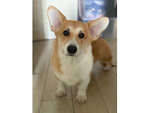 Щенок вельш корги пемброк