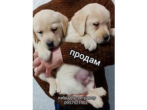Щенята лабрадора