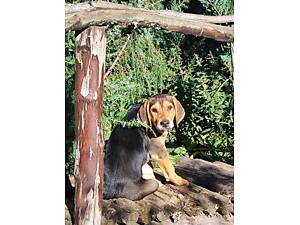 Цуценята мисливська порода.