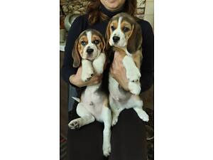 Цуценята породи бігль! Залишилося 2 хлопчики!