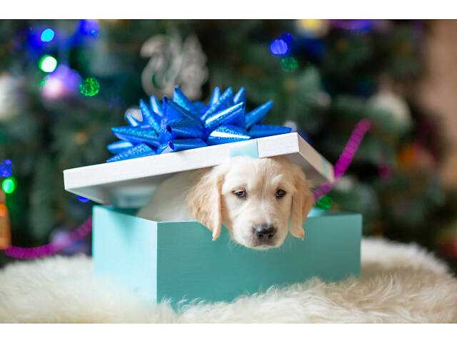 Щенята Золотистого Ретрівера - Фото 2