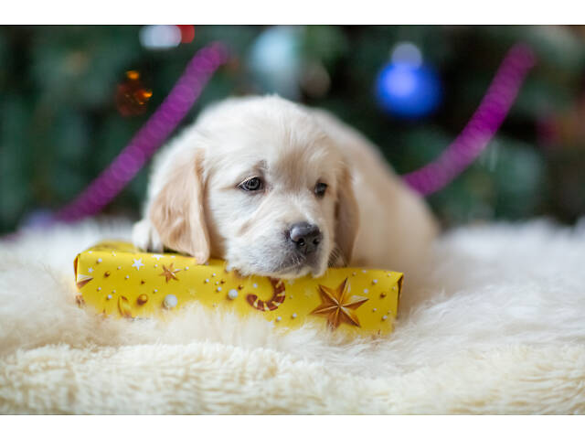 Щенята Золотистого Ретрівера - Фото 3