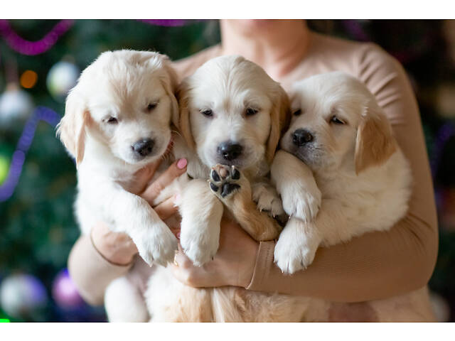 Щенята Золотистого Ретрівера - Фото 4