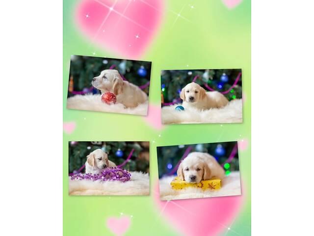 Щенята Золотистого Ретрівера - Фото 5