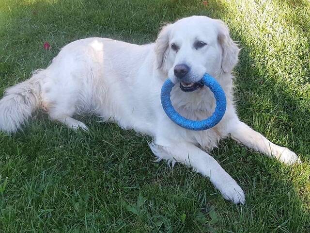 Щенята Золотистого Ретрівера - Фото 6