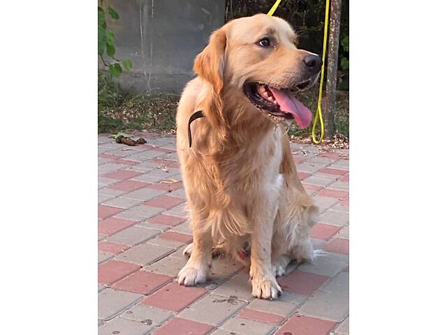 Щенята Золотистого Ретрівера - Фото 7