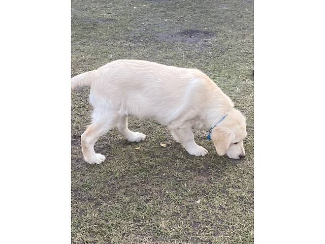 Щенята Золотистого Ретрівера - Фото 1