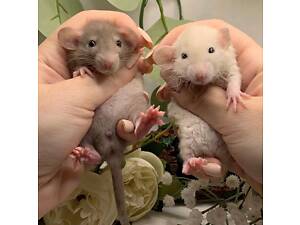 Щурики, крыски, криски, щурик з кліткою, щурики малюки, крыса,крысёнок