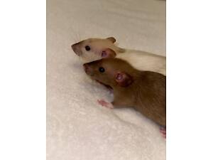 Щури, щурі, щурики.