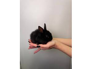 Щурики класні малюки, маленькі не кусаються ну дуже класні