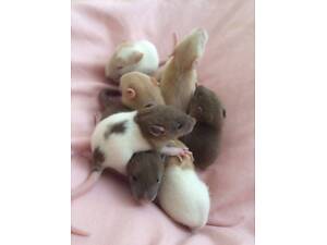 Щурики, пацючки, декоративні щурята хлопчики та дівчата