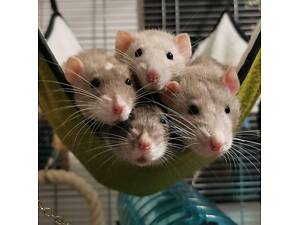 Щурики пацючки у родину, найкращі та наймиліші улюбленці