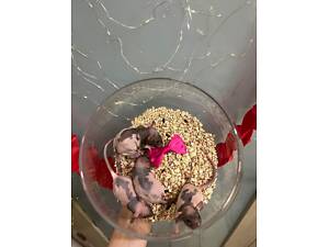 Щурики сфінкс ручні