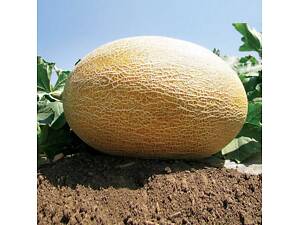 Семена дыни Clause Amal F1 500 шт (2742655570)