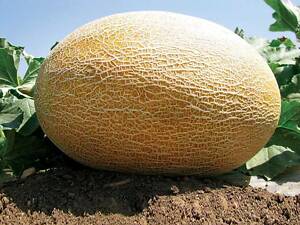 Семена дыни Clause Amal F1 500 шт (2742655570)