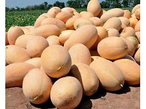 Семена дыни Clause Mazin F1 MAF 35 F1 10000 шт (2747808448)