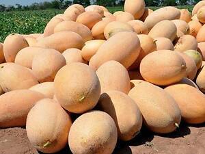 Семена дыни Clause Mazin F1 MAF 35 F1 10000 шт (2747808448)