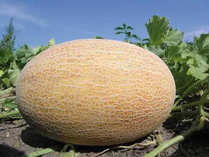 Семена дыни Enza Zaden Dakaro F1 1000 шт (2747827436)