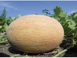 Семена дыни Enza Zaden Dakaro F1 500 шт (2747827441)