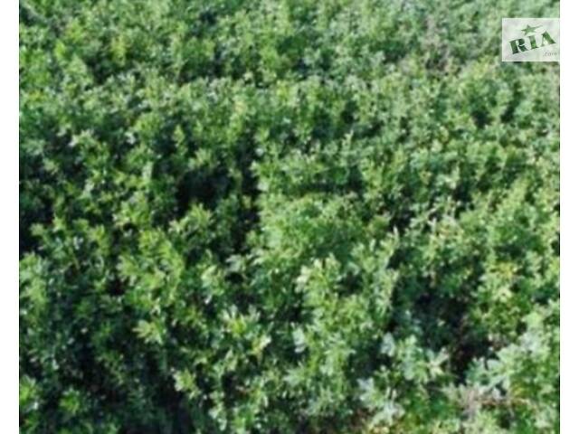 Сено, солома. Люцерна. Разнотравье. Луговое. - Фото 3